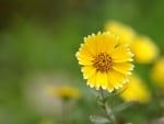 Yellow Flower