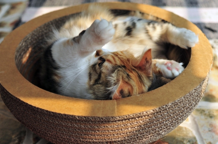 Cat - sleeping, beauty, cat face, hat, cat, animals, kitty, lovely, kitten, paws, face, pretty, cats, beautiful, sweet, cute