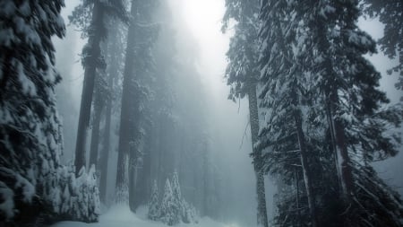 tall forest on a misty winter evening - forest, tall, evening, winter, mist