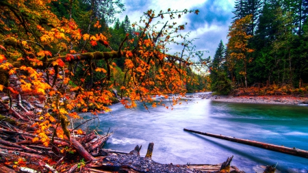 snoqualmie river in washington at autumn hdr - autumn, forests, river, logs, hdr