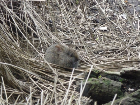 Columbia pygmy rabbit - breed, rare, smallest, bunny