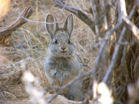 Pygmy rabbit kit - straight, long, stands, ears