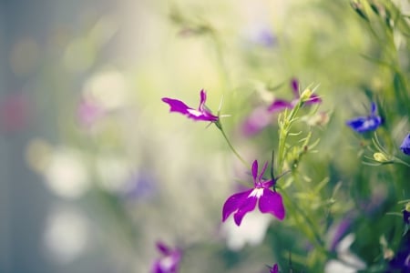 Flowers - purple, beautiful, flowers, nature, blue