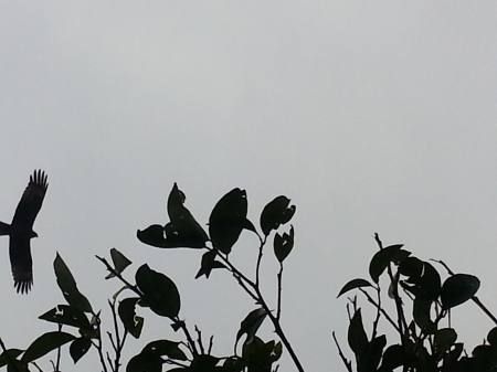 lemon tree leaves - clouds, bird, islamabad, Pakistan, lemon leaves