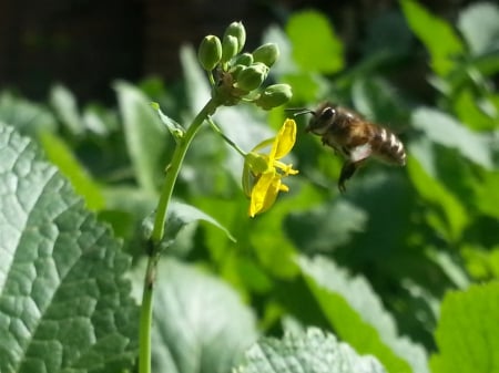 honey bee - pakistan, flower, honey bee, greenrey