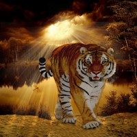 SIBERIAN TIGER