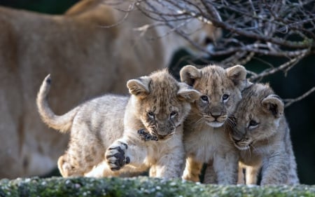 Lion Cubs Playing - Cubs, Playing, Lions, Animals