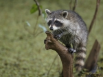 *** Raccoon ***