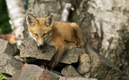 *** Red fox *** - red, animal, animals, fox