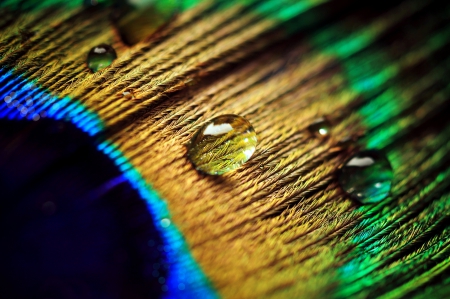 Feather - peacocks, feathers, drop, feather, peacock feather, drops