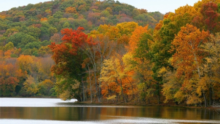 *** Autumn forest *** - nature, lake, forest, trees