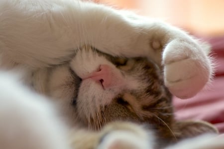 Cat - paws, face, pretty, cute, animals, beauty, beautiful, sweet, cat, sleeping, kitty, cats, kitten, hat, lovely, cat face