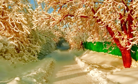 Winter - snowflakes, splendor, snow, photo, sky, sun, trees, winter, beautiful, photography, lovely, tree, wonderful, ice, nature, snowflake, cold