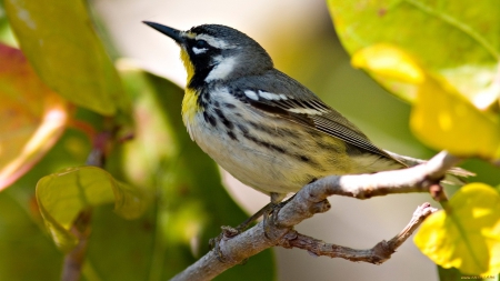 Cute bird - animal, nature, bird, wood