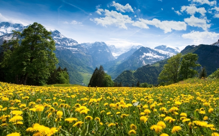 Field - nature, field, yellow, flower