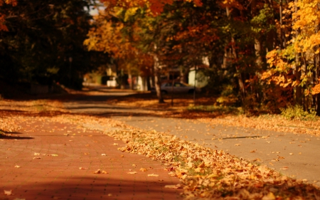 *** Autumn *** - fall, trees, nature, autumn