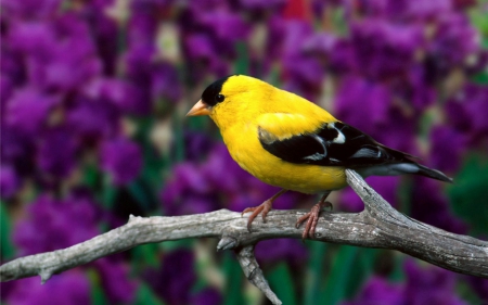 Bird - nature, yellow, animal, bird, flower