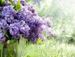 *** Lilac ***