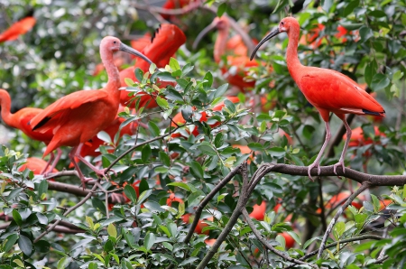 *** Irbis birds *** - animal, animals, bird, red