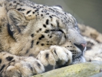 *** Snow leopard ***