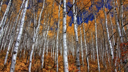 *** Birch forest *** - nature, autumn, trees, forest, birch