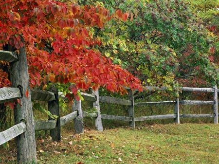 *** Autumn *** - fall, orchard, nature, autumn