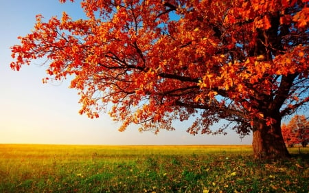 *** Autumn field *** - field, nature, tree, autumn