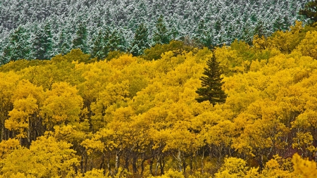 *** Autumn forest *** - forest, trees, nature, autumn