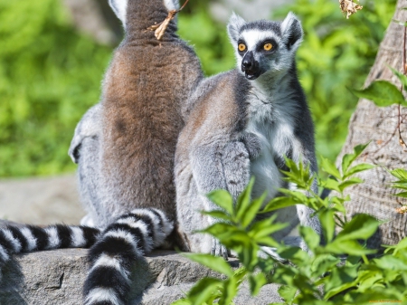 *** Lemurs *** - animal, lemurs, family, animals