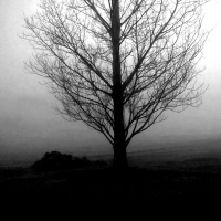 Creepy Tree