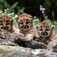 mountain lion cubs