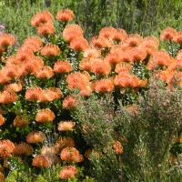 Pincushion Protea