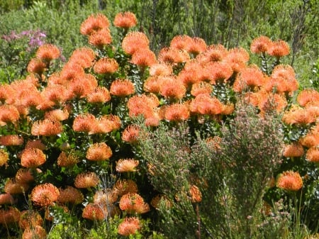 Pincushion Protea - fynbos, indigenous plants, pinchsion protea, orange flowers