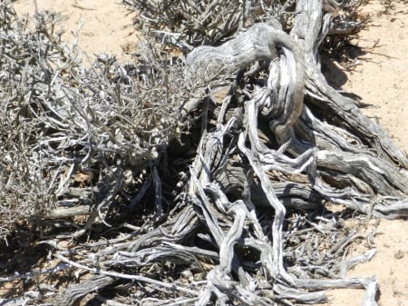 gnarled wood of a dead plant - beauty in death, artistic formation, dead wood, desert plants