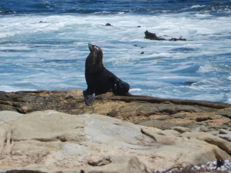 Cape Fur Seal - cape fur seal, safe from rough waters, poise, stately bearing