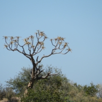 Quiver Tree