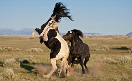 Punishment - NATURE, BEAUTY, FIGHTING, HORSES