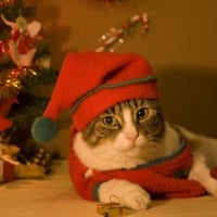 Christmas cat