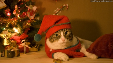 Christmas cat - christmas, hats, cute, paws, cat