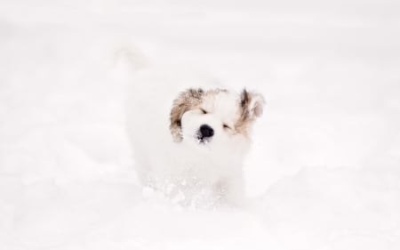 Cute Puppy - winter, winter timw, snowy, snow, dog, dog face, dogs, cute, puppy, animals