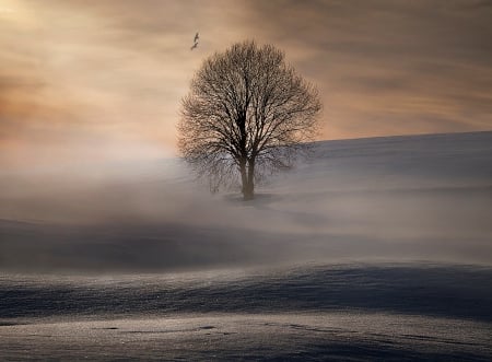 Winter Morning - trees, winter, snowy, snow, landscape, morning, misty, winter time, nature, mist