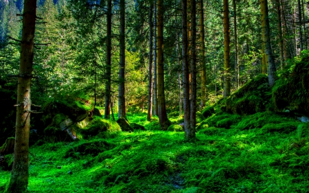 SPRING FOREST - hdr, green nature, spring, forest