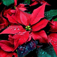 Poinsettia