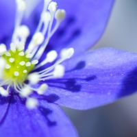 Blue flower