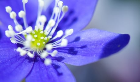 Blue flower - flowers, blue flower, nature, blue, flower