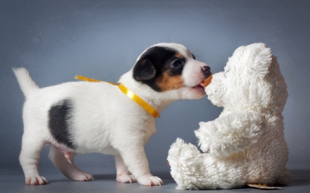 Tender love - teddy, dog, kiss, puppy, love