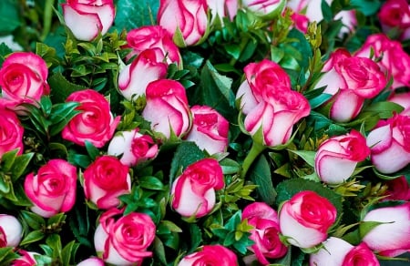 Roses - bouquets, beautifully, roses, beautiful, bouquet, flowers, rose, flower