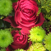 Red Roses Bloom