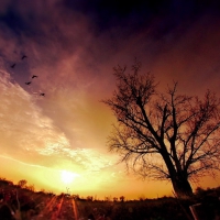 fisheye view of birds at sunrise