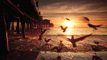 sea birds at the santa monica pier at sunset - nature, pier, beach, pillars, sunset, sea, birds